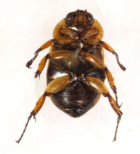 Réf. 287 149 : Cyclocephala subsignata